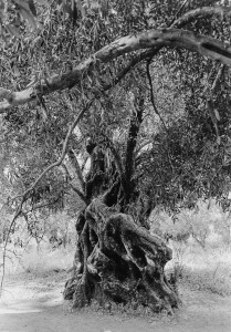 11. Le vieil homme, Crete, 1996                                                            